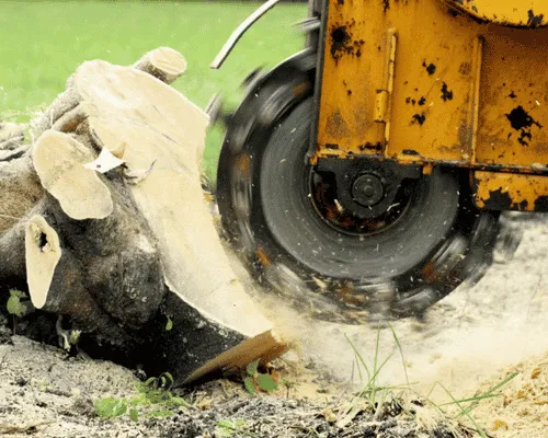  Tree Removal