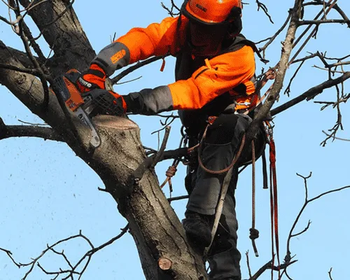  Tree Removal