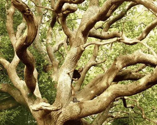 Shrub Shaping Brackenridge
