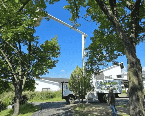  Tree Removal