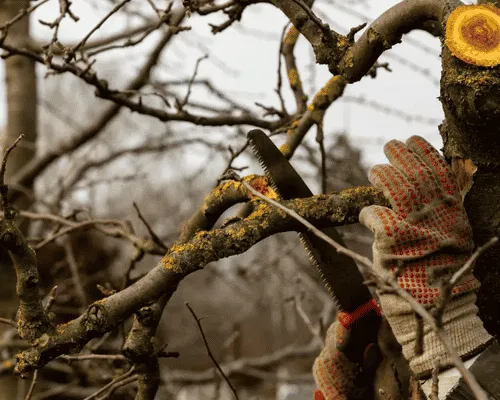 Tree Pruning in Brackenridge
