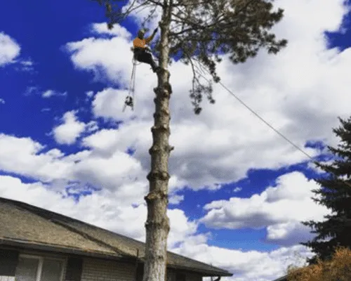 Tree Elevation in Brackenridge