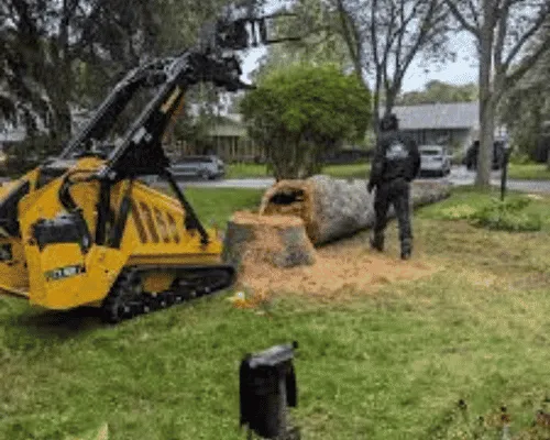 Tree Shaping Brackenridge