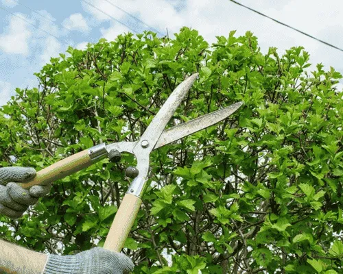 Shrub Removal Brackenridge