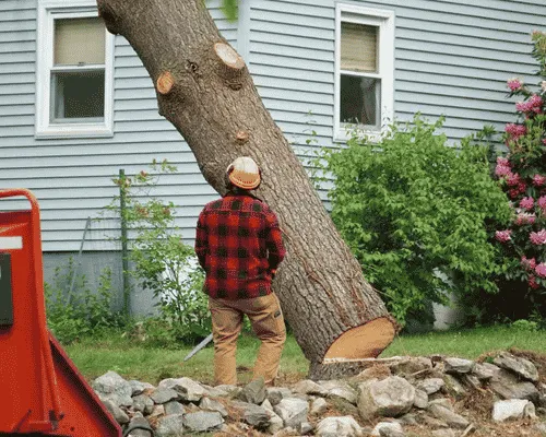Tree Shaping Brackenridge