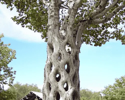 Tree Shaping in Brackenridge