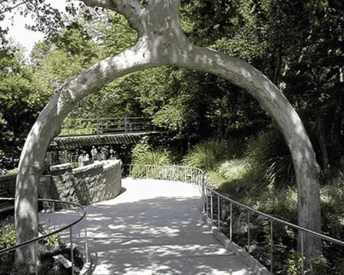 Tree Removal Brackenridge