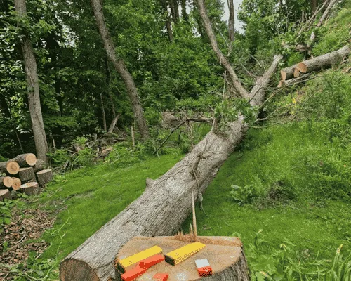 Stump Grinding Brackenridge