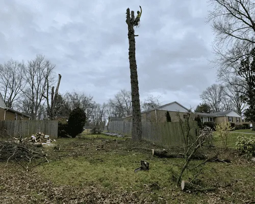 Tree Removal Brackenridge