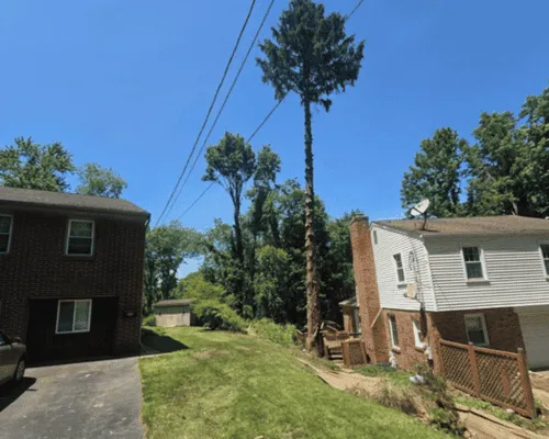 Shrub Removal Brackenridge