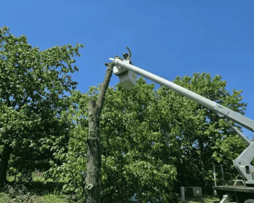 Tree Pruning Brackenridge