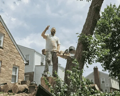 Tree Removal in Brackenridge