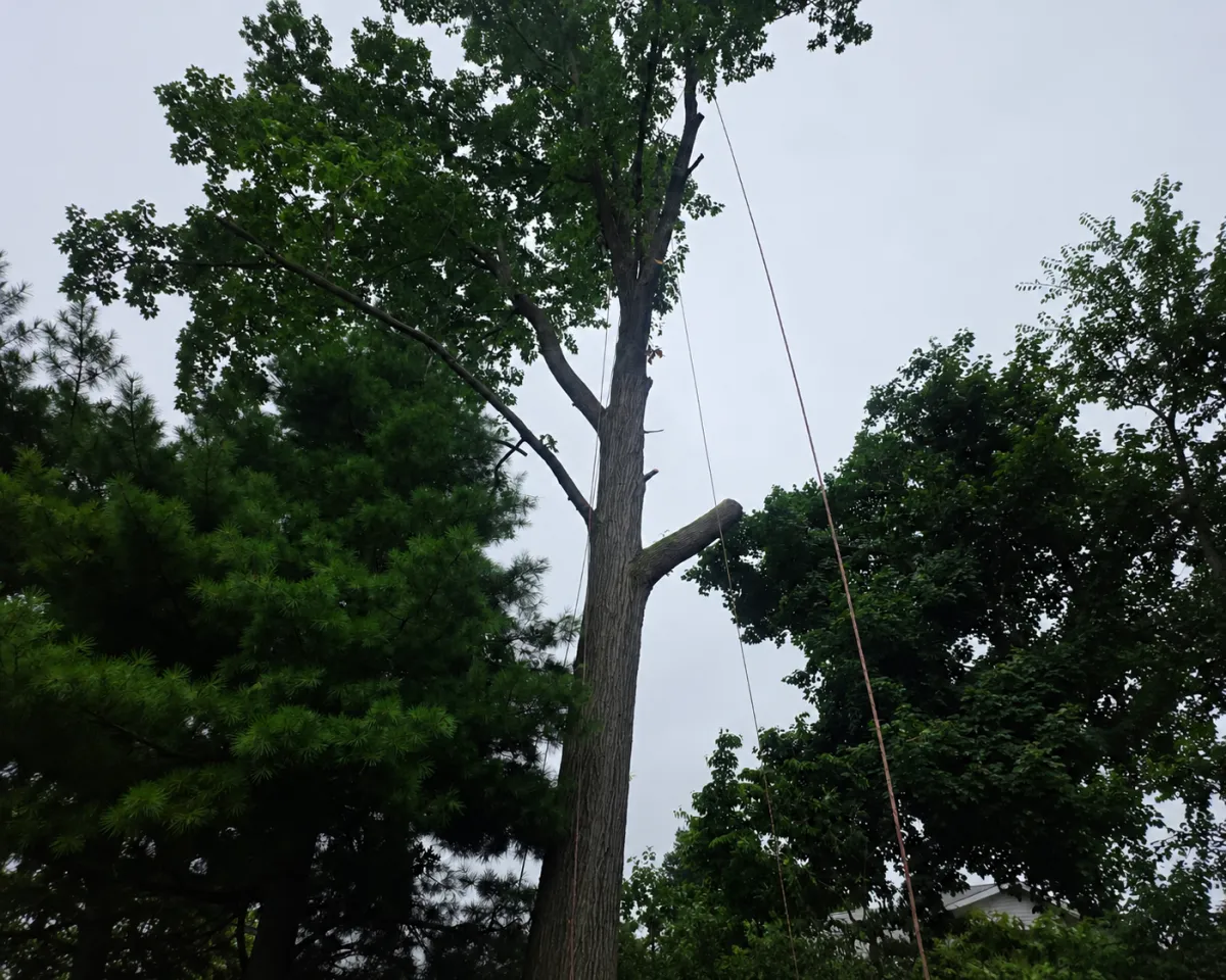 Tree Shaping Brackenridge