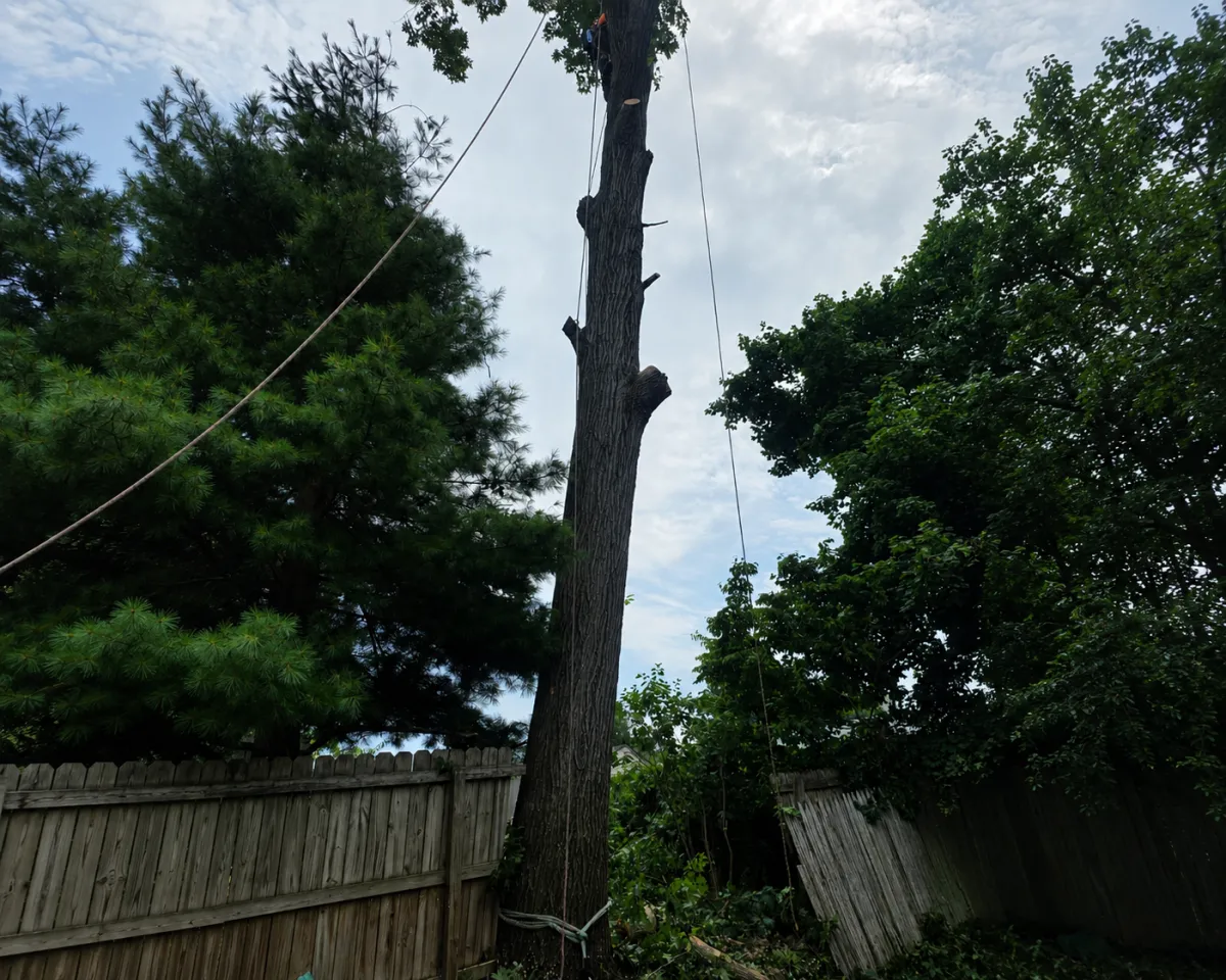 Shrub Removal Brackenridge
