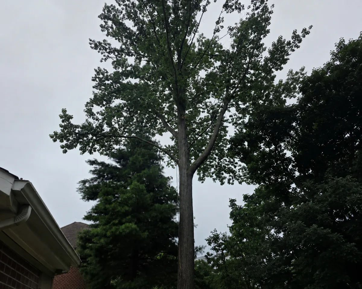 Tree Removal Brackenridge