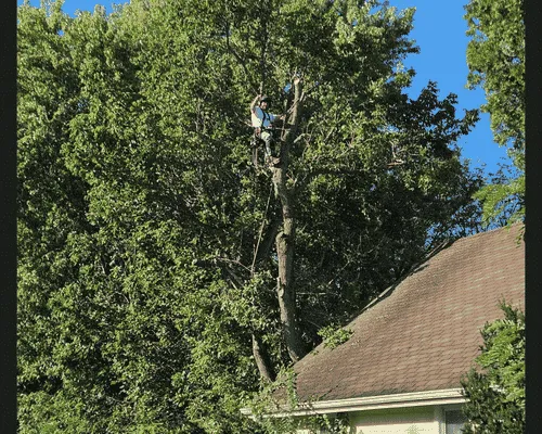 Shrub Removal Brackenridge