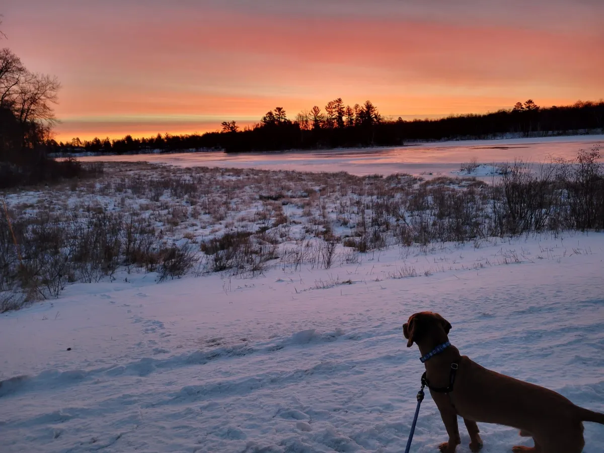 dog-sunset-LGBTQ-real-estate-agent-Angie-Groettum-ReMax-Preferred-Bloomington-MN