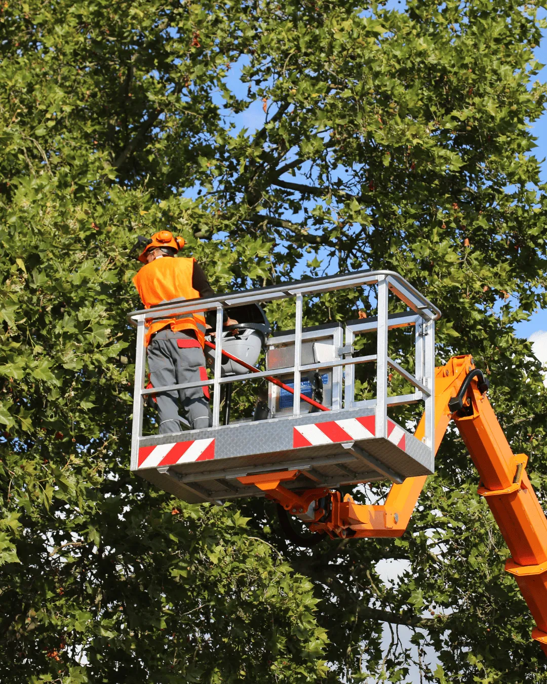 Tree Service Sioux Falls