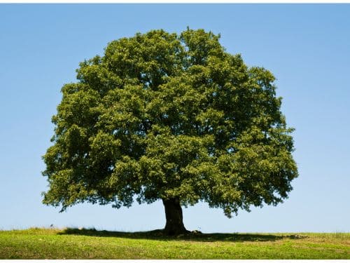 Arbor Care in Sioux Falls