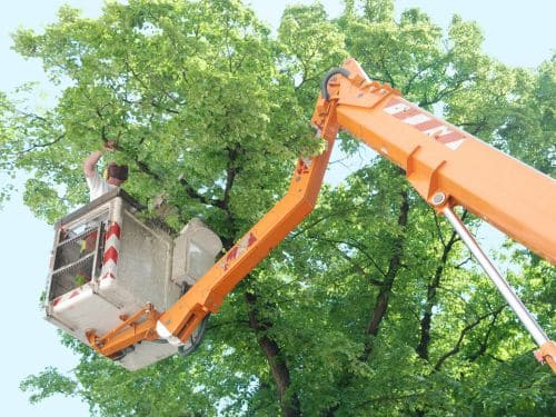 Tree Trimming in Sioux Falls