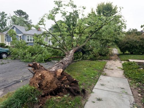 Emergency Tree Service in Sioux Falls