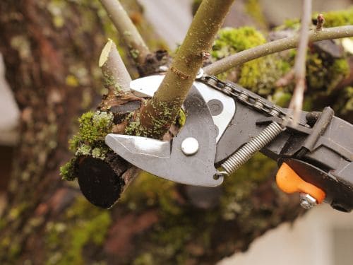 Tree Pruning in Sioux Falls