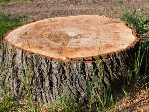 Stump Removal in Sioux Falls