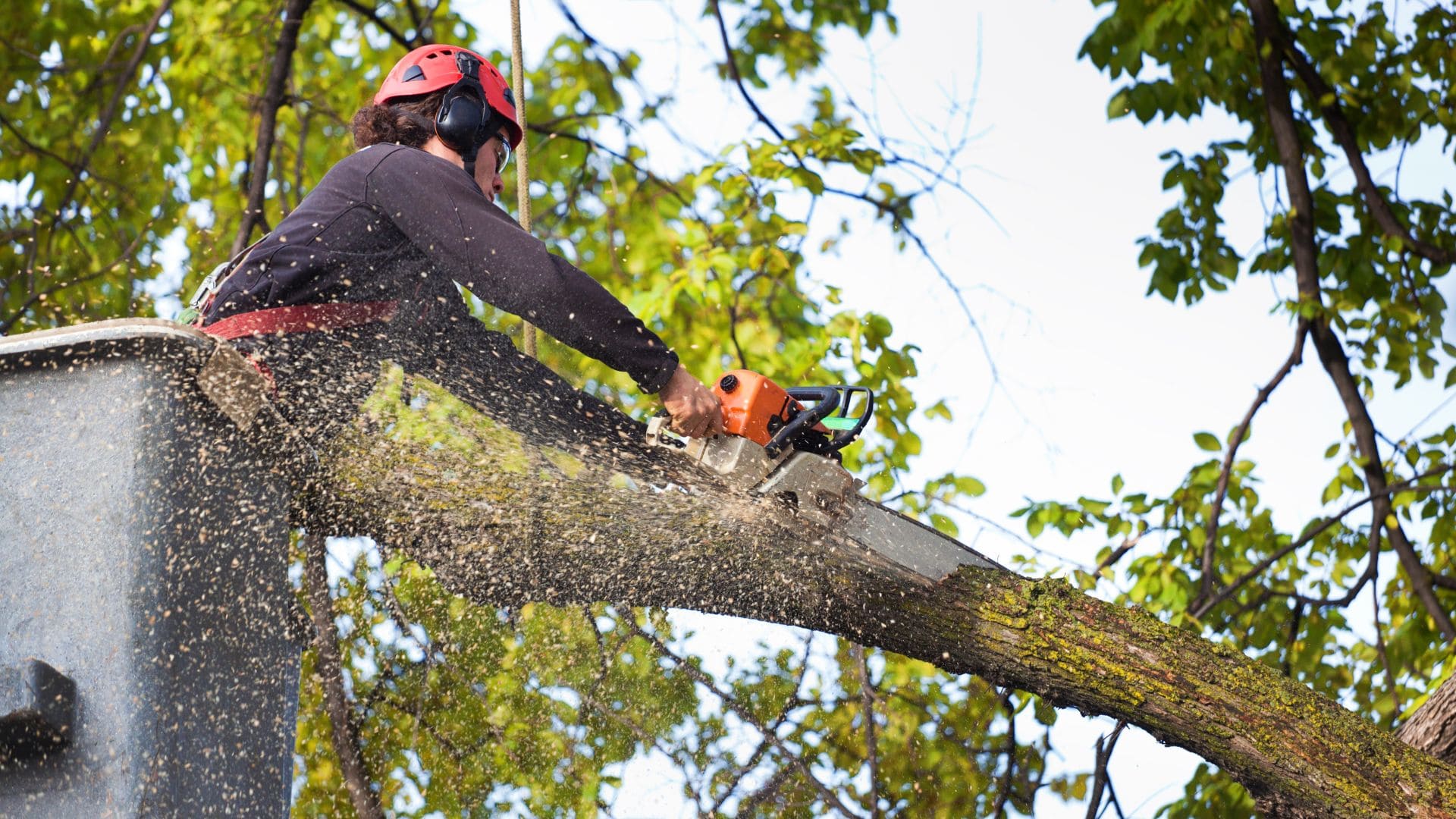  Tree Removal