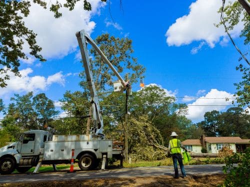 Brandon Emergency Tree Service