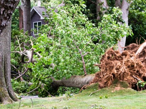 Tea Emergency Tree Service