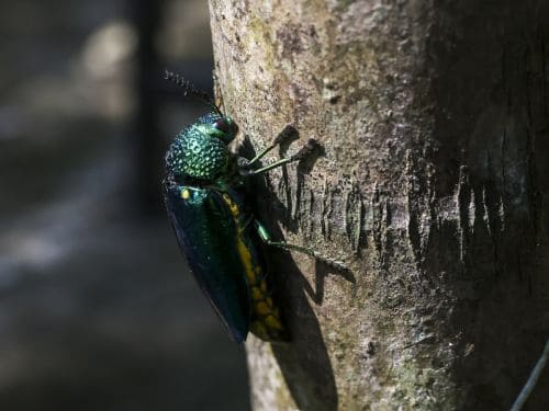 Tea Ash Borer Treatment