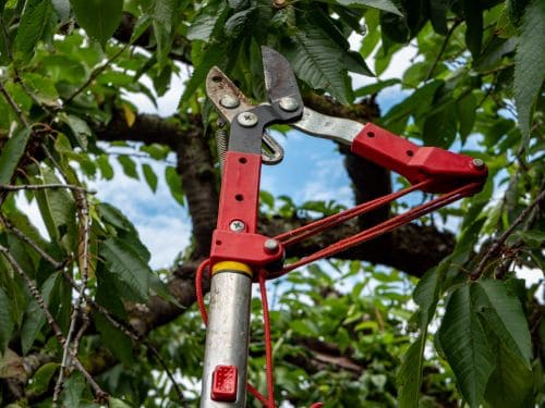 Brandon Tree Pruning