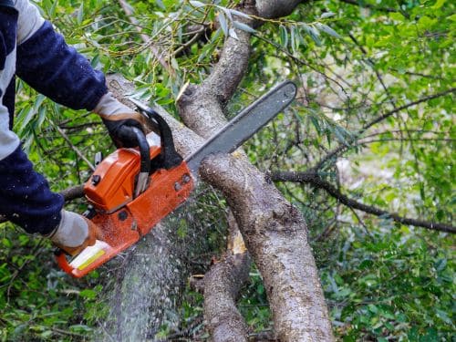 Sioux Falls Tree Trimming