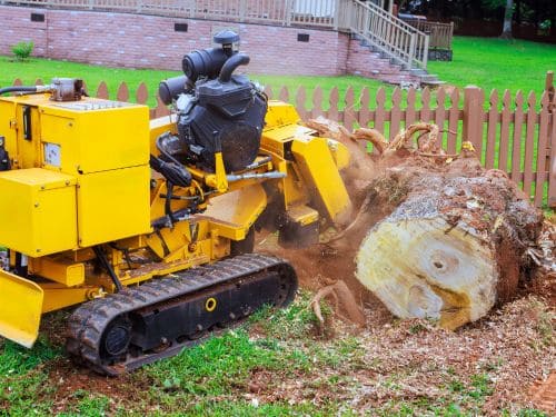 Tree Removal