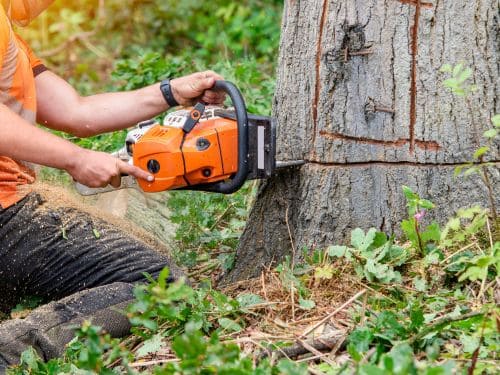 Sioux Falls Tree Removal