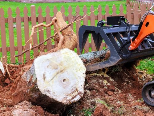Tea Stump Removal