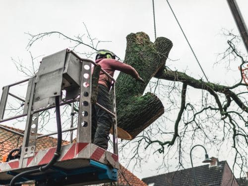 Tea Tree Removal