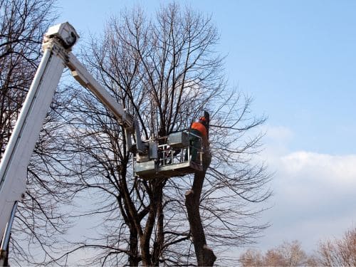 Tea Tree Trimming