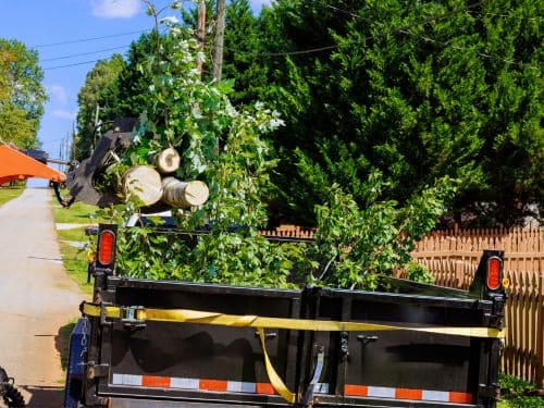 Brandon Tree Trimming