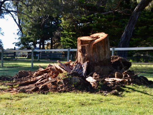 Sioux Falls Stump Removal