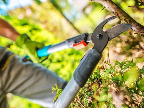 Tea Tree Pruning