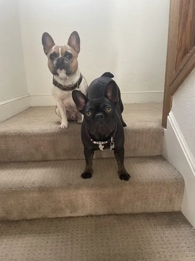 French bulldogs Murphy and Penny standing on carpeted stairs, symbolizing home safety awareness, stair supervision, and everyday household transitions.
