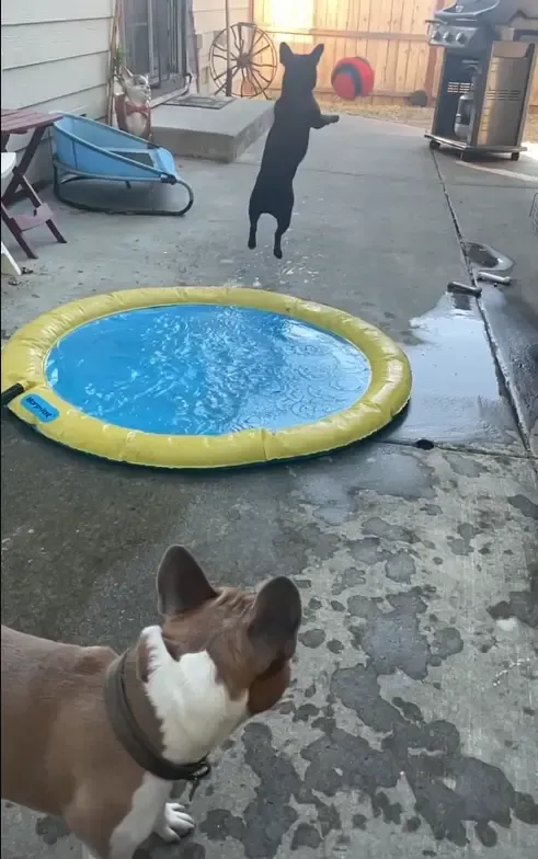 French bulldogs playing in a small backyard with kiddie pool and ball, illustrating home adjustments, limited space, supervision, and family life changes.
