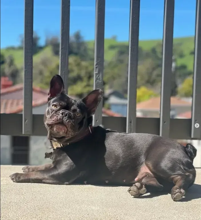 French bulldog resting behind balcony railing overlooking hills, symbolizing boundaries, supervision, home safety awareness, and adapting living spaces.