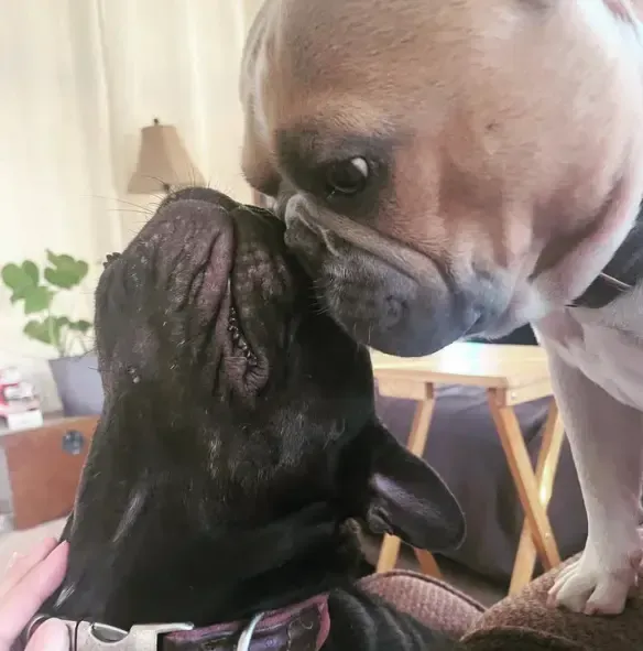 Two French bulldogs sharing an affectionate moment indoors, symbolizing comfort, companionship, care, and adapting happily to smaller living spaces.