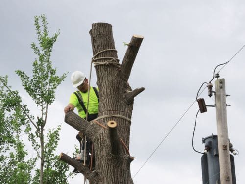 Tree Topping in Huntsville