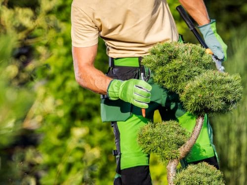 Tree Removal Huntsville