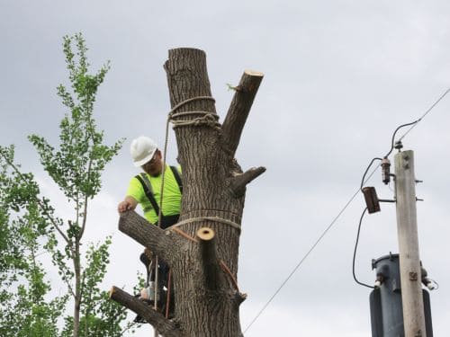 Hartselle Tree Topping
