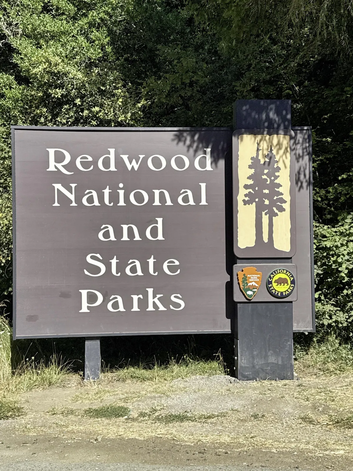 Lead Through the Fog Together: Redwoods' Misty Canopy