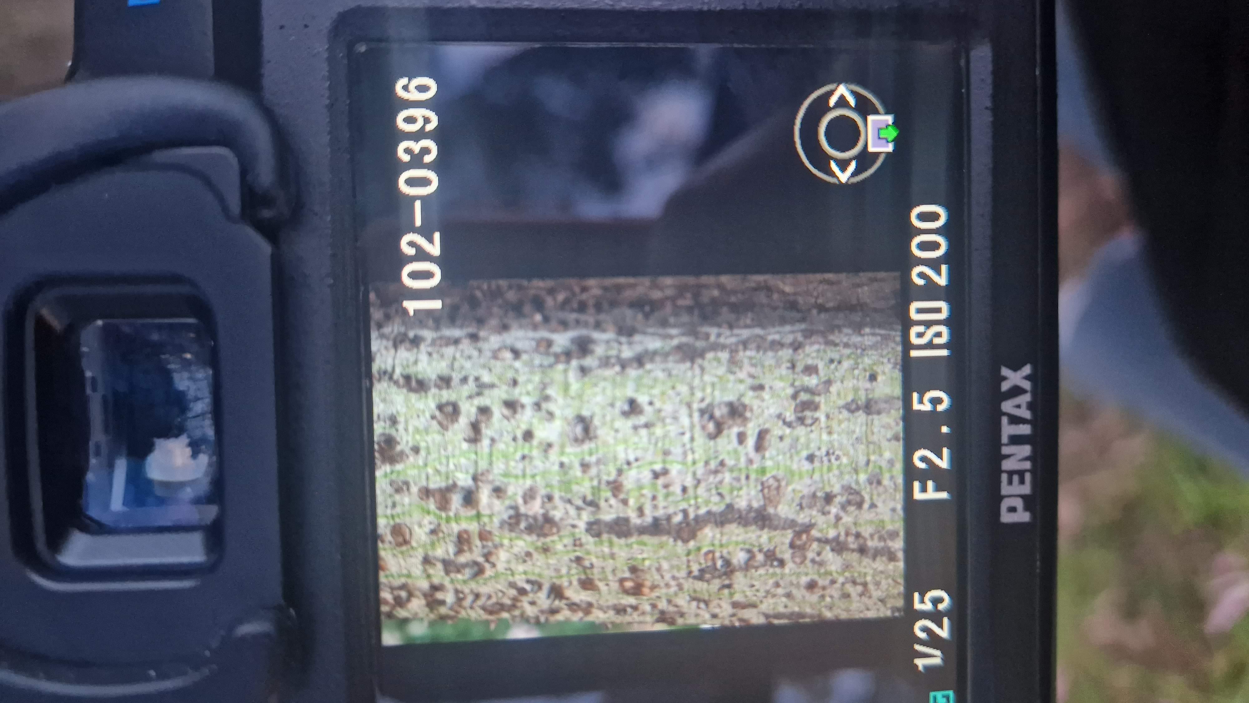 a tree showing in the camera screen